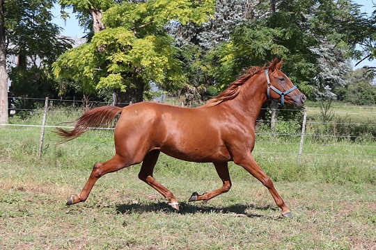 RO Lavinia